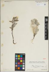 Foto von Salix lapponum L.